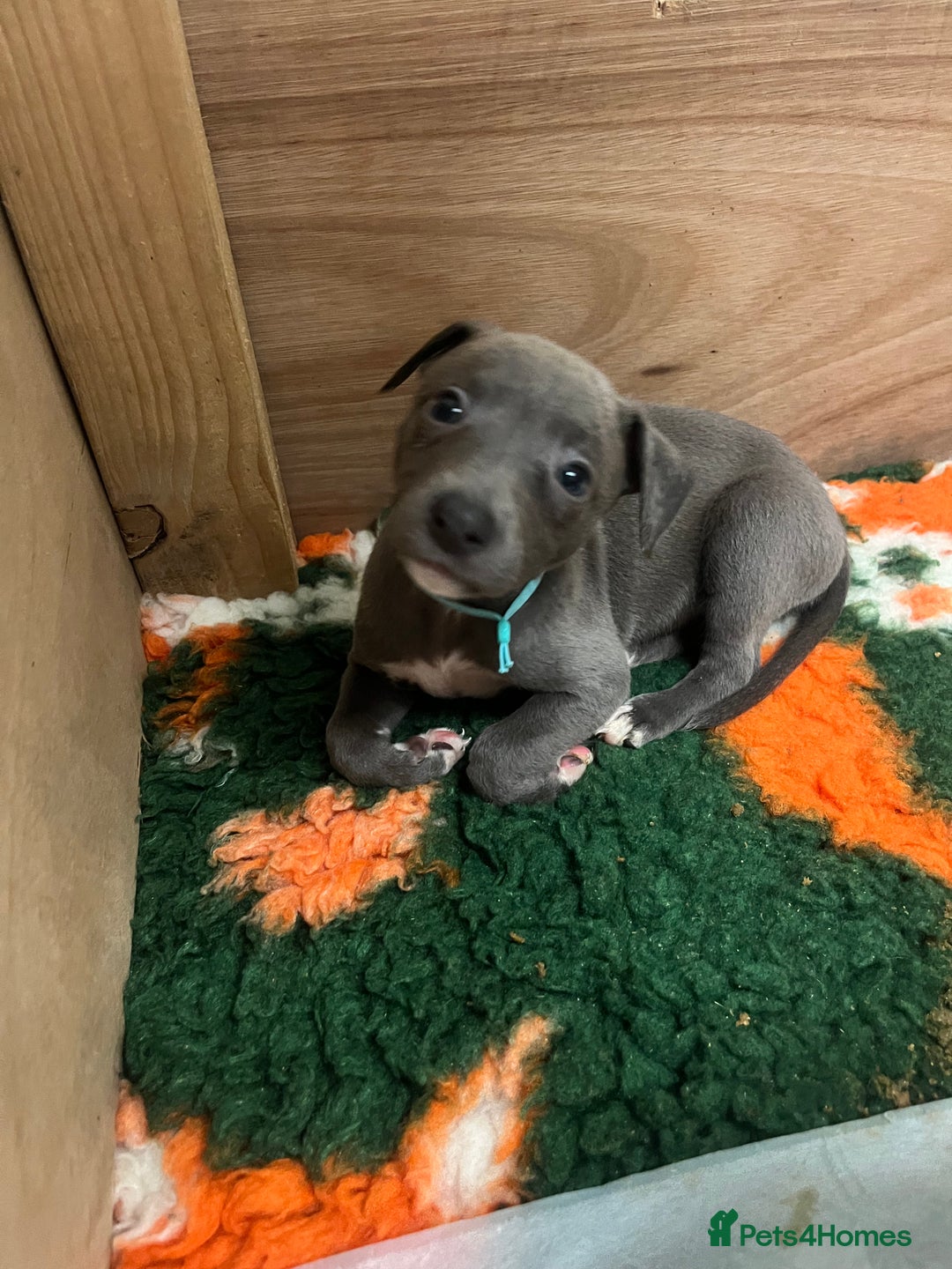 Whippet dogs for sale: Stunning Blue Whippet, white flecks  - Image 19