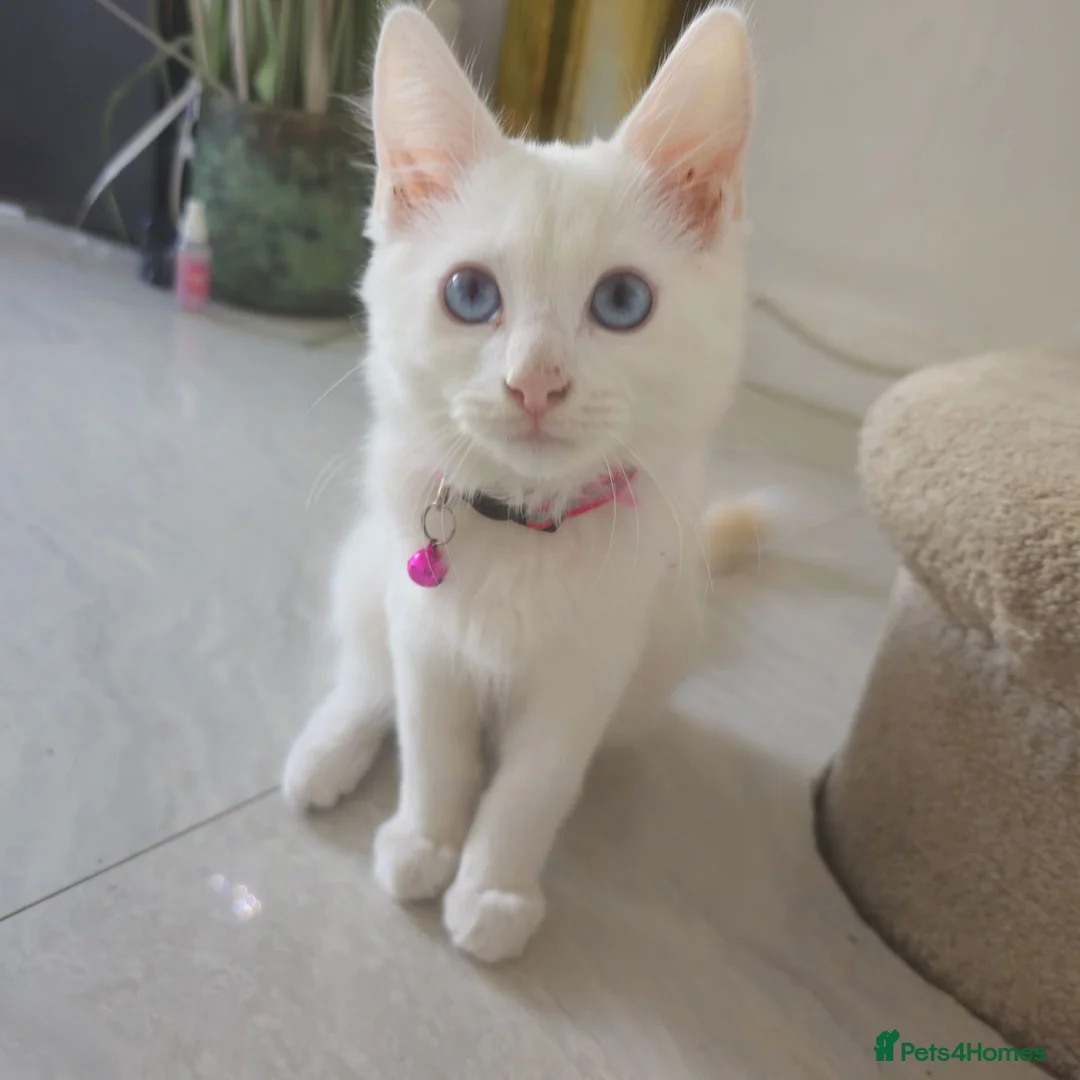 Ragdoll cats for sale: 3 Cute Ragdoll kittens - Advert 1