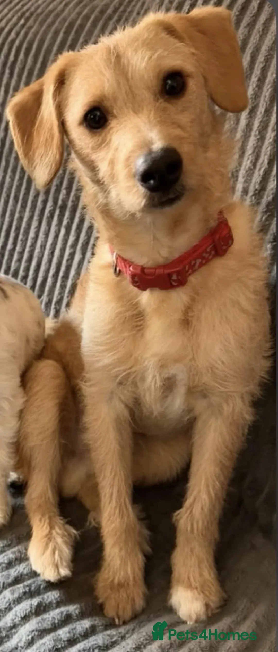 Jackapoo dogs for sale: 4 adorable jackapoo puppies  - Advert 2