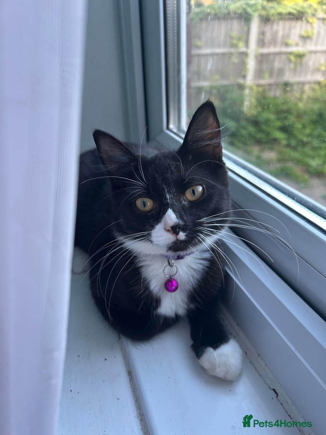 Mixed Breed cats for sale: Female kitten looking for home - Image 1