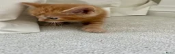 Ragdoll cats for sale: Handsome well handled and social ginger ragdoll x - Advert 25