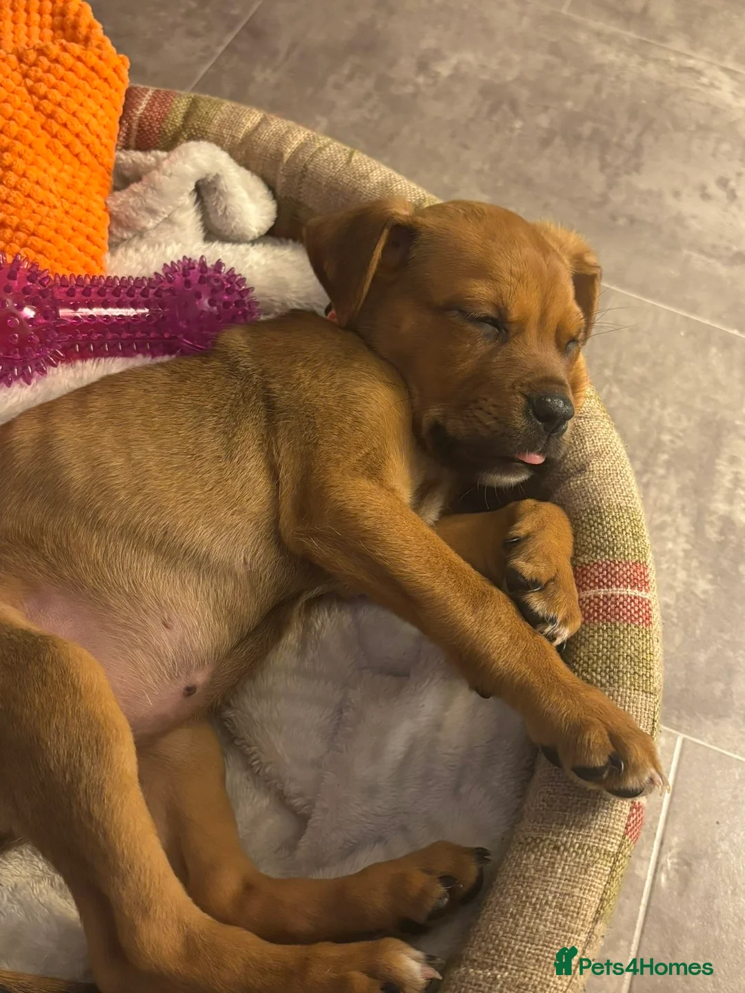 Mixed Breed dogs for sale: Rottiweiler pups - Advert 2