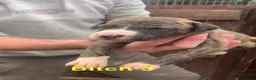 Lurcher dogs for sale: 6 beautiful collie whippet grey x bull greys  - Advert 4