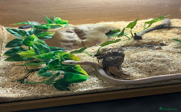Corn Snake reptiles - Advert 1