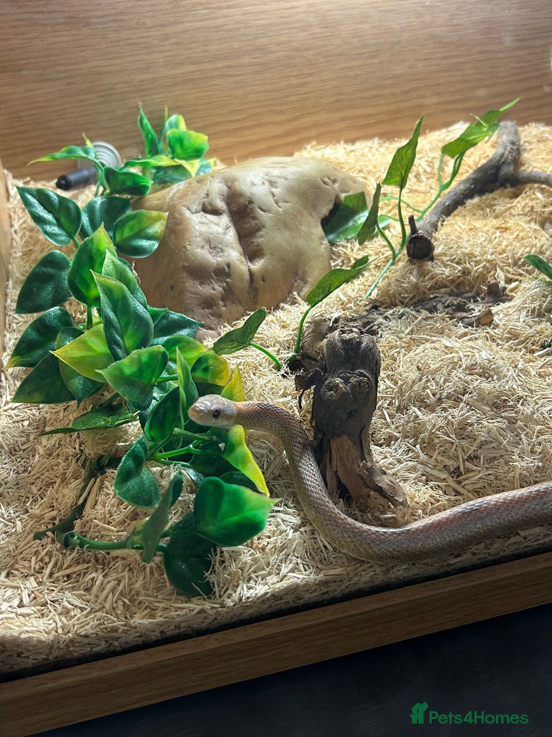 Corn Snake reptiles for sale: Year old pink corn snake  - Image 1