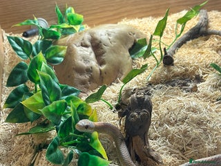 Corn Snake reptiles - Advert 27