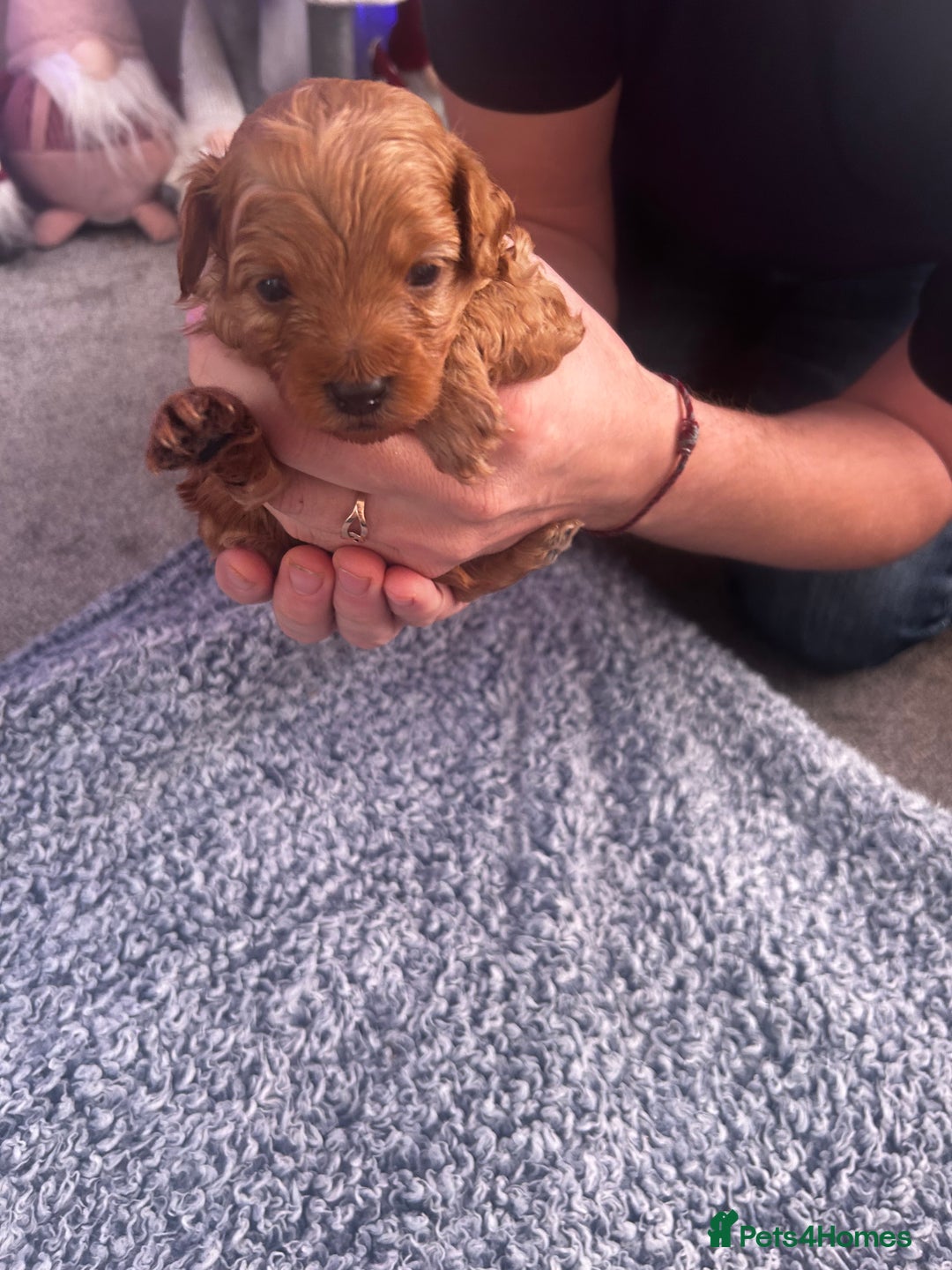 Cockapoo dogs for sale: Beautiful Cockapoo puppies  - Advert 4