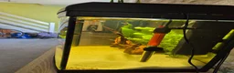 Live Bearers fish for sale: The whole set up £100 - Advert 2