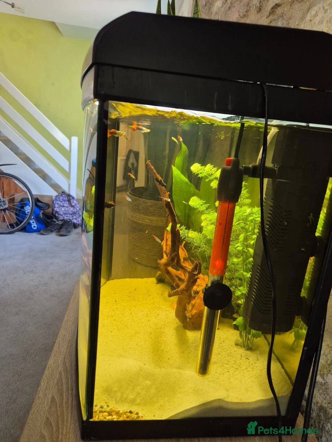 Live Bearers fish for sale: The whole set up £100 - Advert 2
