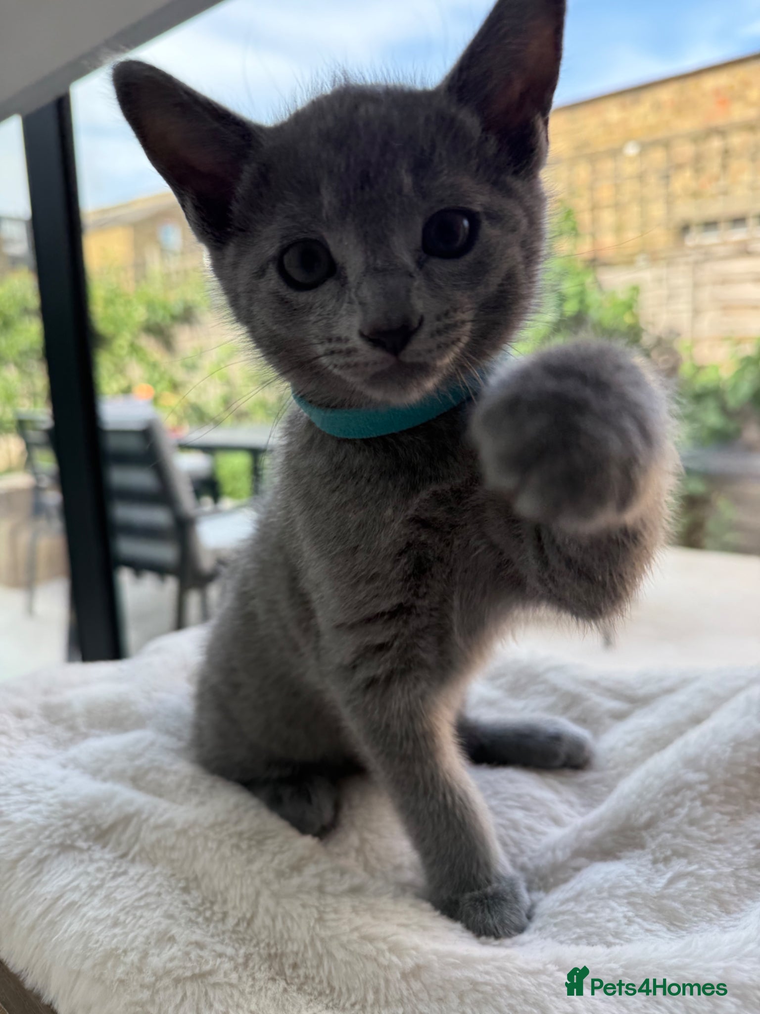 Russian Blue cats for sale: Pure Russian blue kittens with emerald green eyes! in London - Advert 9