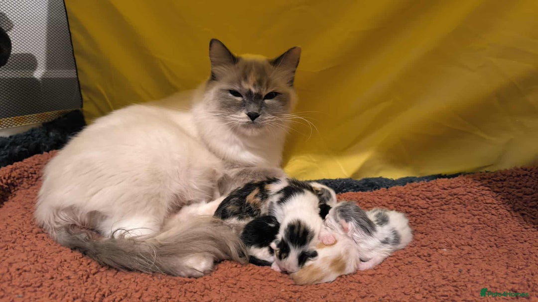 Mixed Breed cats for sale: Mix Ragdoll /Domestic cat  - Image 4