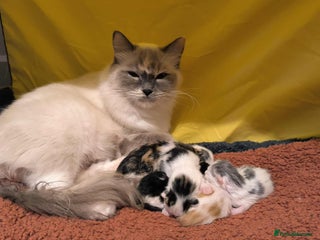 Mixed Breed cats for sale - Advert 1