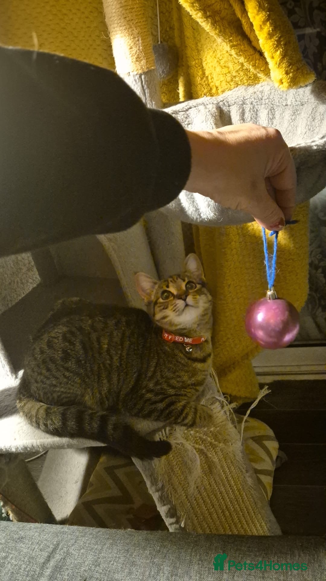 Domestic Shorthair cats Female tabby kitten (4 months) – needs loving home - Advert 1