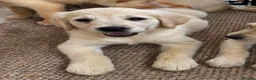 Golden Retriever dogs for sale: KC Reg Golden Retriever puppies - Ready now!!!!  - Advert 11