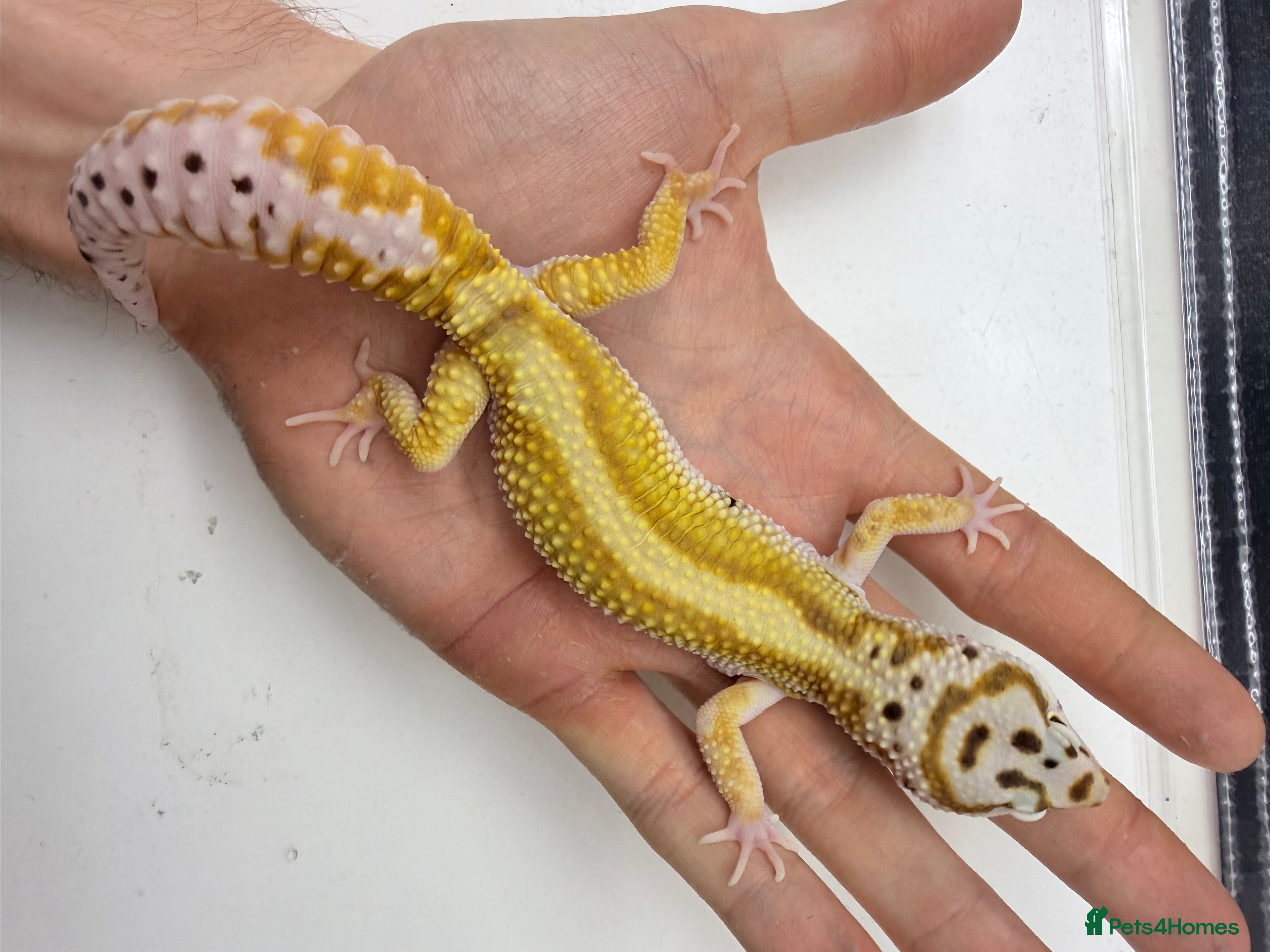 Leopard Gecko reptiles Last few leopard gecko when they gone they gone !! - Advert 14