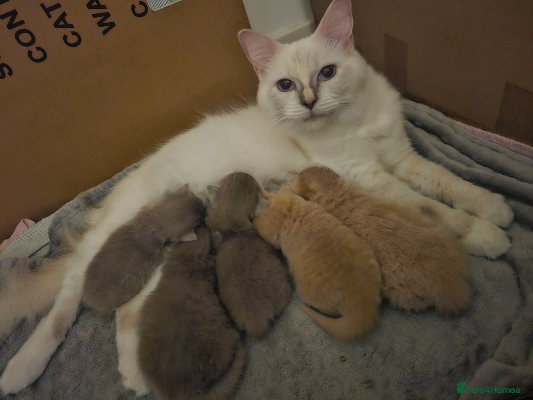 Ragdoll cats for sale: Gorgeous Longhair Ragdoll Kittens - Image 1