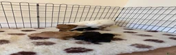 Jackapoo dogs for sale: F1 miniature jackspoos  in Pickering - Advert 8