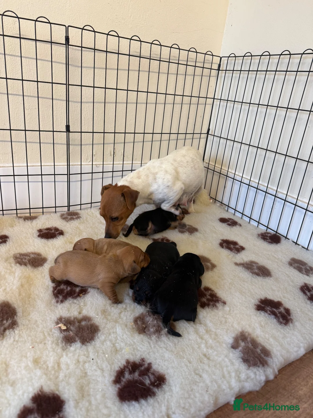 Jackapoo dogs for sale: F1 miniature jackspoos  in Pickering - Advert 8