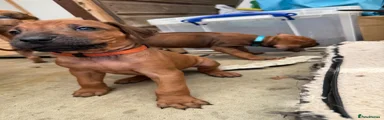 Rhodesian Ridgeback Puppy 9 (Orange - Male)