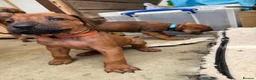 Rhodesian Ridgeback dogs for sale: Rhodesian Ridgeback Puppies - Advert 22