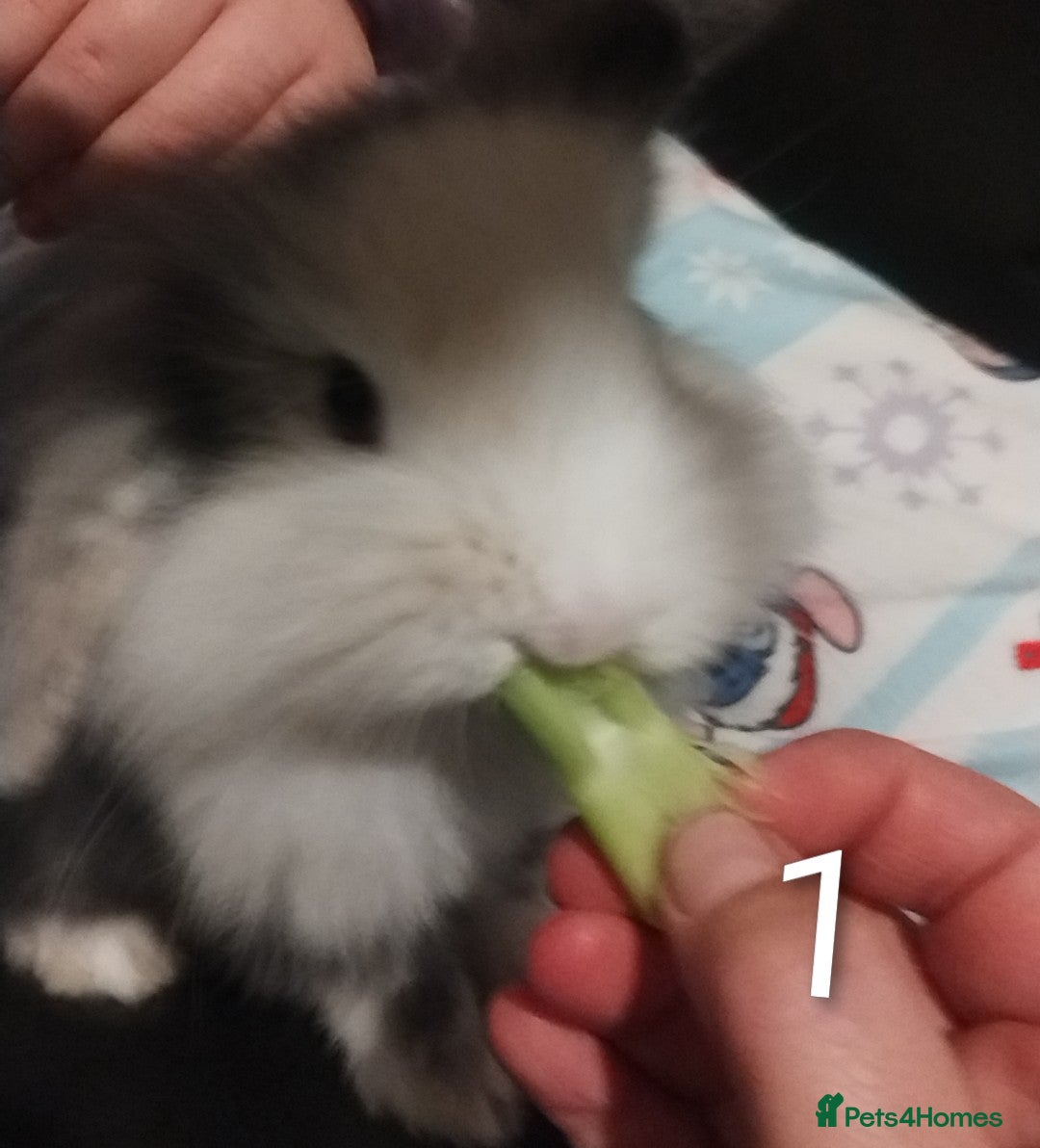 Lionhead rabbits for sale: 4 Female Lionhead available NOW - Advert 15