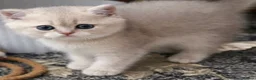British Shorthair cats for sale: Active registered golden British shorthair queen - Advert 11