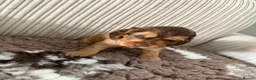 Cockapoo dogs for sale: Smooth cockapoo puppies - Advert 11