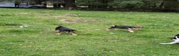 Mixed Breed dogs for sale: Collie x puppies - Advert 12