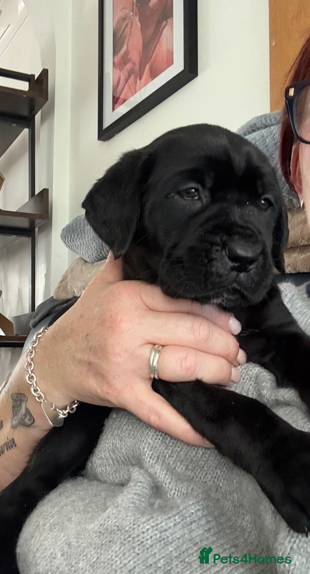 Cane Corso dogs for sale:  Stunning pure cane corso puppies - Advert 12