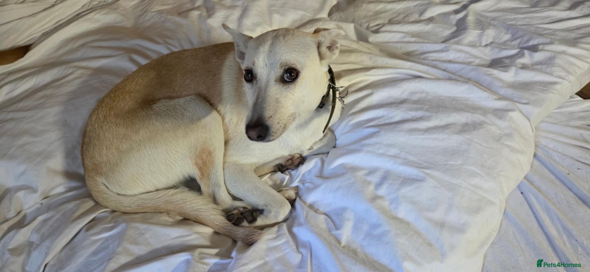 Lurcher dogs Daisy is a Calm, Easy-Going Companion - Advert 6