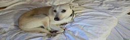 Lurcher dogs for sale: Daisy is a Calm, Easy-Going Companion - Advert 1