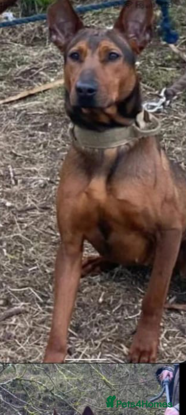 Chinese Red Dog dogs Chinese red dogs - Advert 17