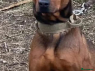 Chinese Red Dog dogs Chinese red dogs - Advert 2