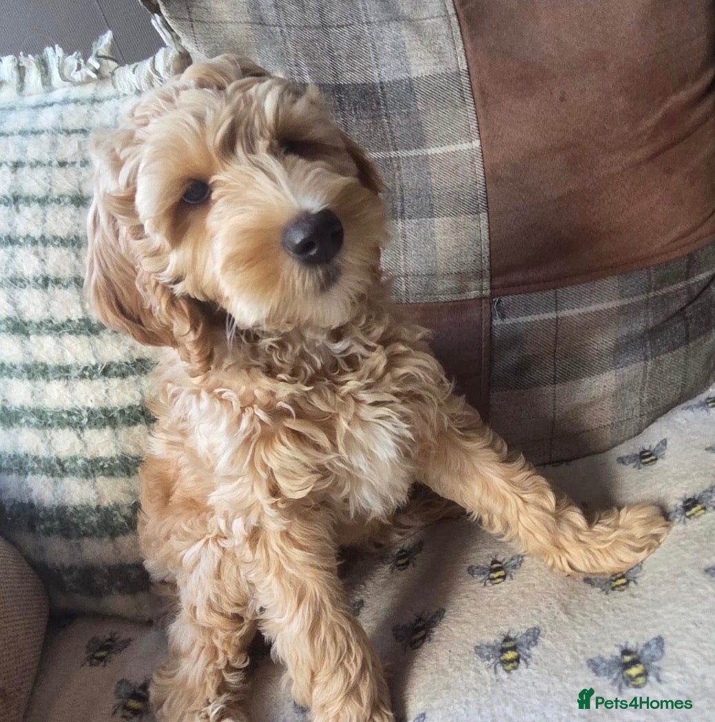 Australian Labradoodle dogs READY NOW! Therapy Aus x Irish dood multi gen mix  - Advert 1