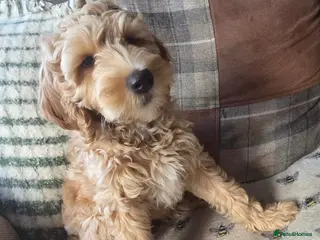 Australian Labradoodle dogs for sale: READY NOW! Therapy Aus x Irish dood multi gen mix - Advert 1
