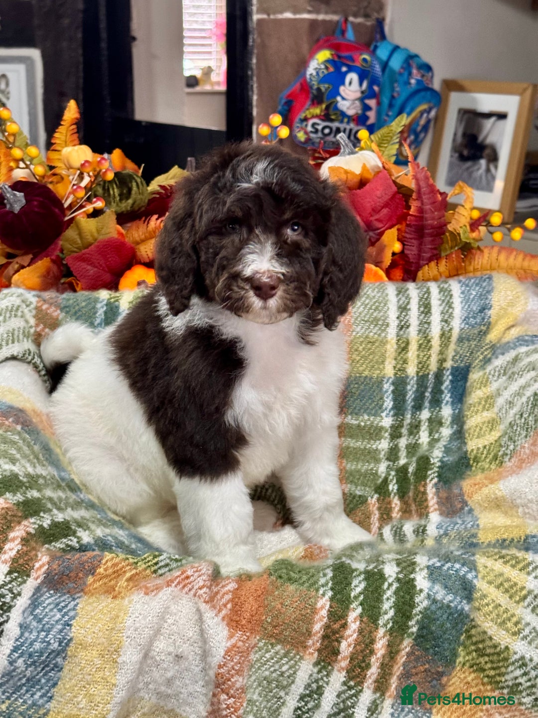 Bernedoodle dogs for sale: Mini bernedoodle puppies for sale  - Advert 8