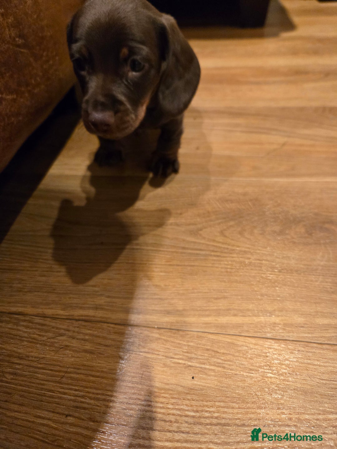 Dachshund dogs for sale: Forever homes required - Advert 5