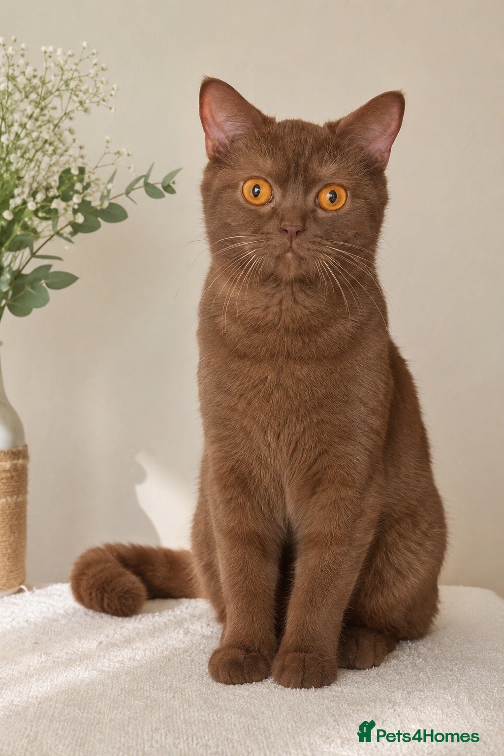 British Shorthair cats 🤎✨ Stunning Cinnamon British Shorthair Kittens  - Advert 2