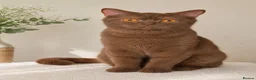 British Shorthair cats for sale: 🤎✨ Stunning Cinnamon British Shorthair Kittens  in Watford - Advert 2