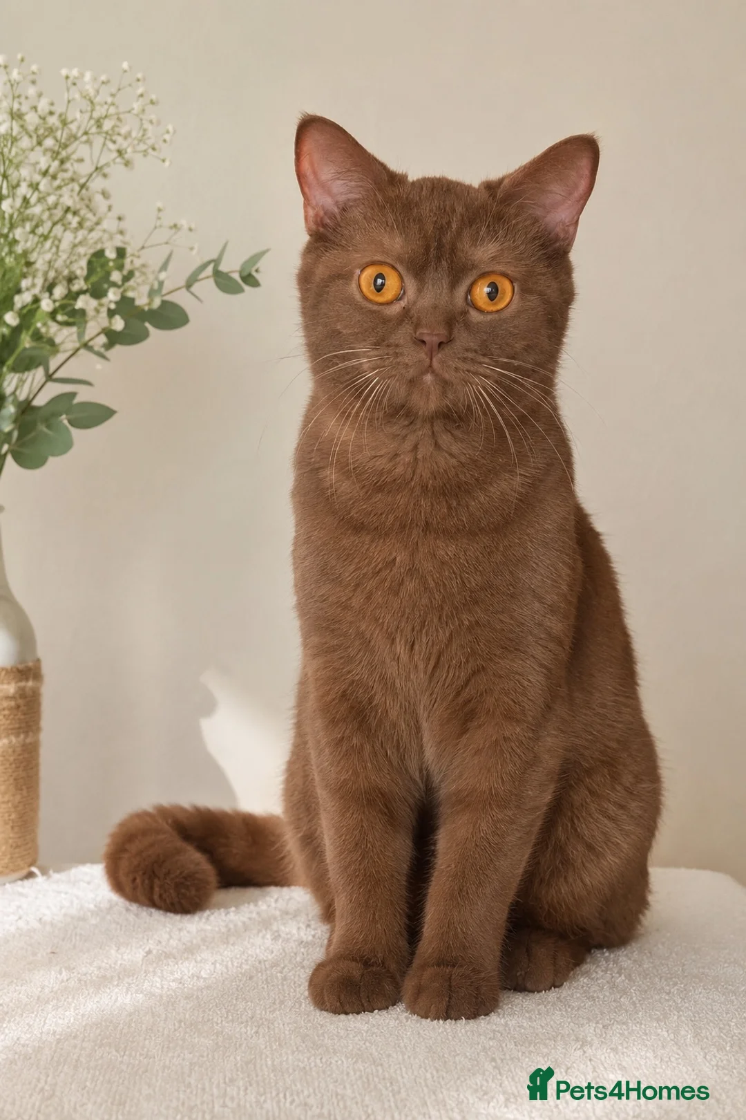 British Shorthair cats for sale: 🤎✨ Stunning Cinnamon British Shorthair Kittens  in Watford - Advert 2