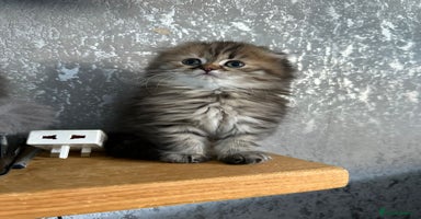 Scottish Fold cats - Advert 3