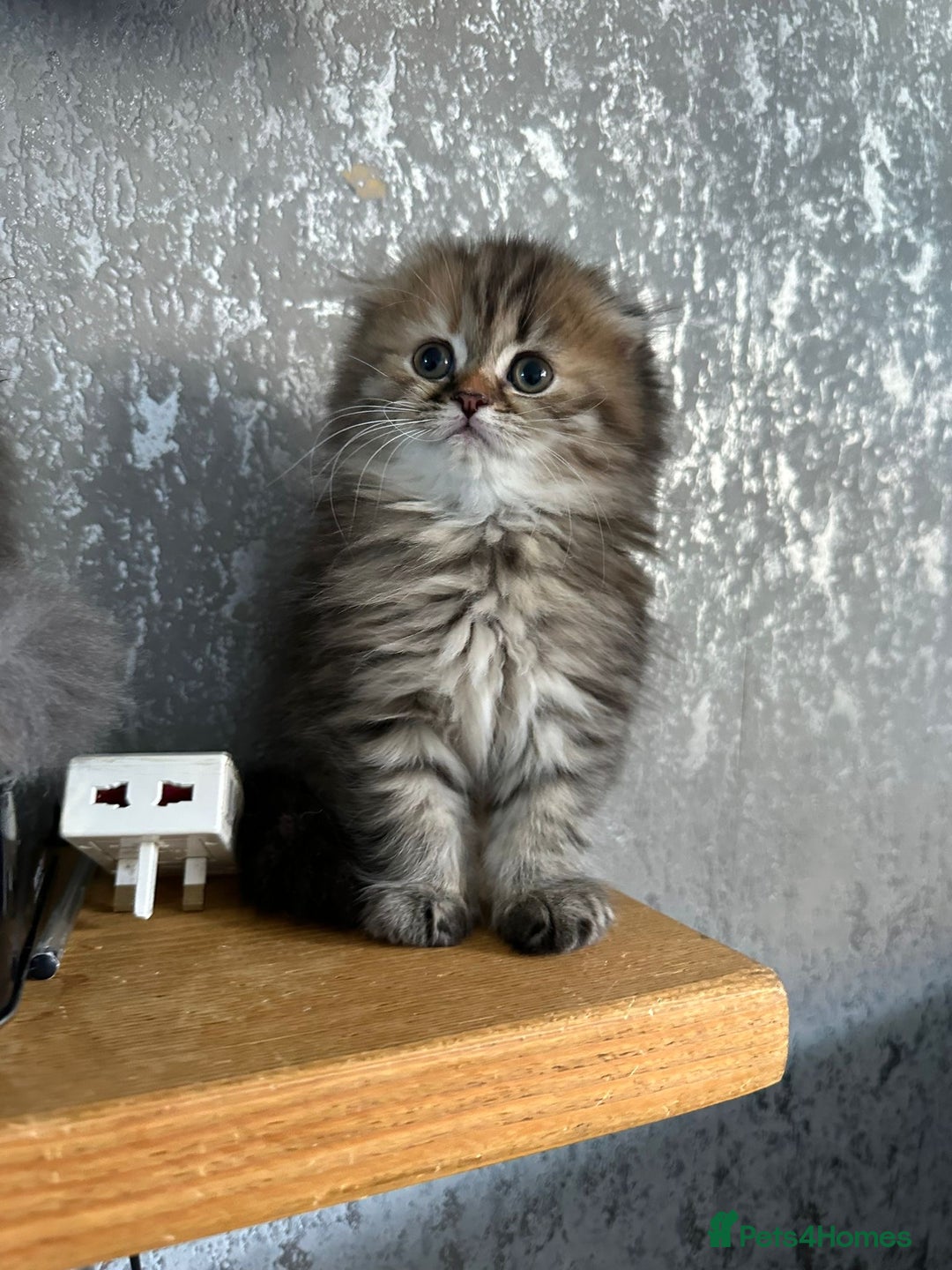 Scottish Fold cats for sale: Scottish Fold Long Hair Kittens/ 2 female 2 boy - Image 3