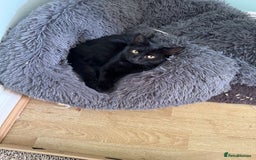 Domestic Shorthair cats for sale: 4 Adorable Kittens Ready for their Forever Homes! - Image 14