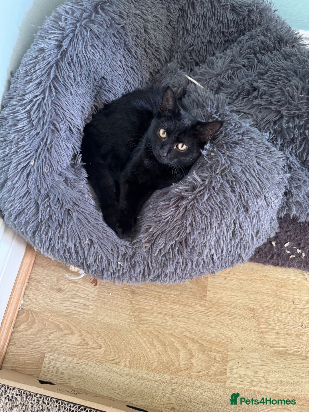 Domestic Shorthair cats for sale: 4 Adorable Kittens Ready for their Forever Homes! - Image 14