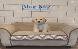 Poochon dogs for sale: Poochon puppies 🥰 - Image 12