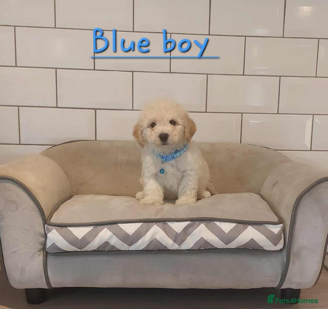 Poochon dogs for sale: Poochon puppies 🥰 - Image 12