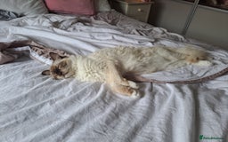 Ragdoll cats for sale: 10 month old chocolate point ragdoll - Image 1