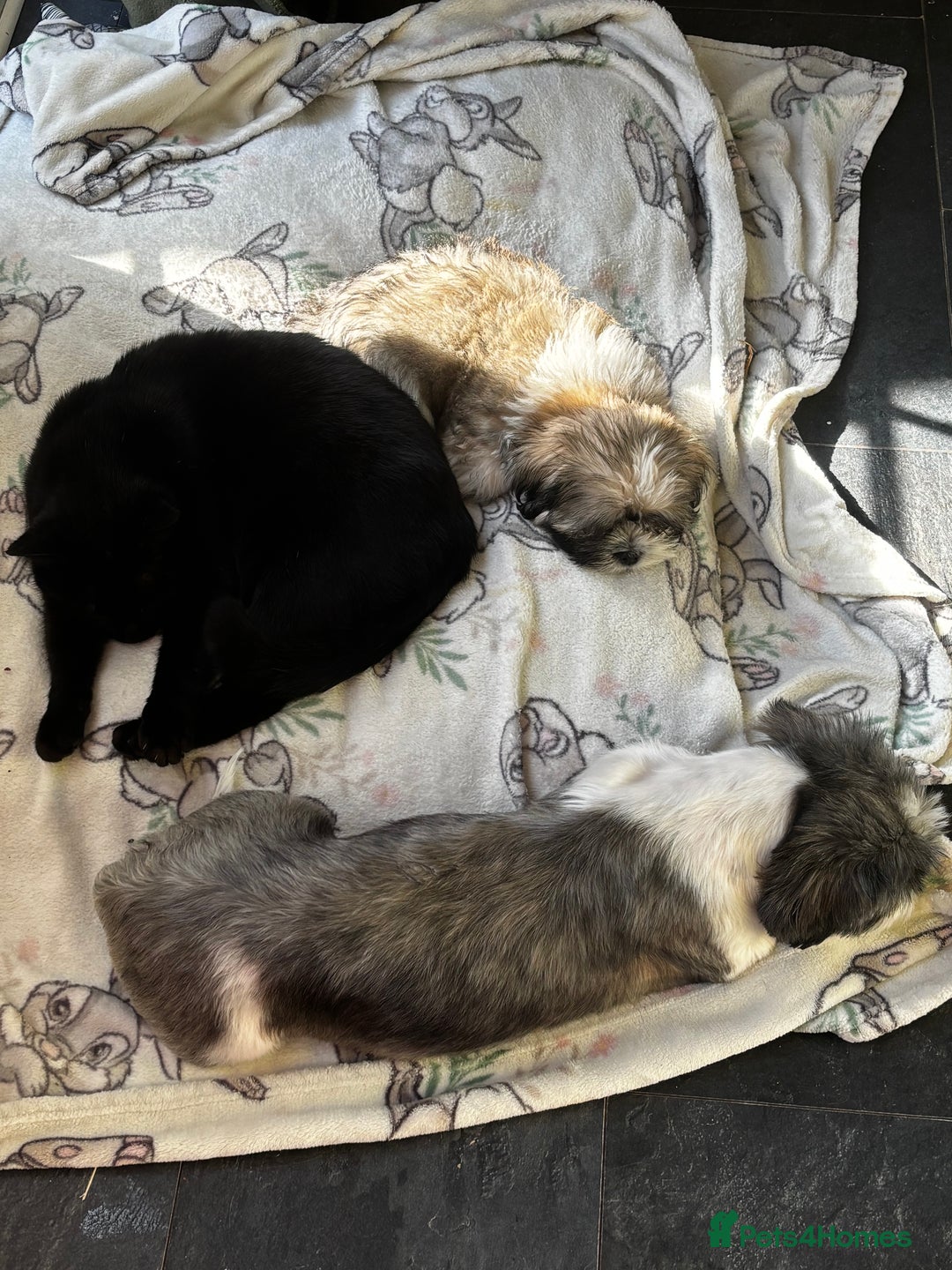 Lhasa Apso dogs for sale: Beautiful Lhasa Apso boy - Image 9