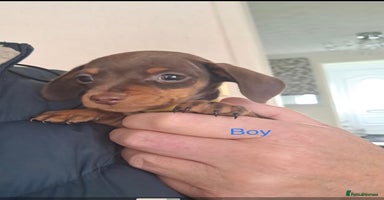 Dachshund dogs - Advert 2