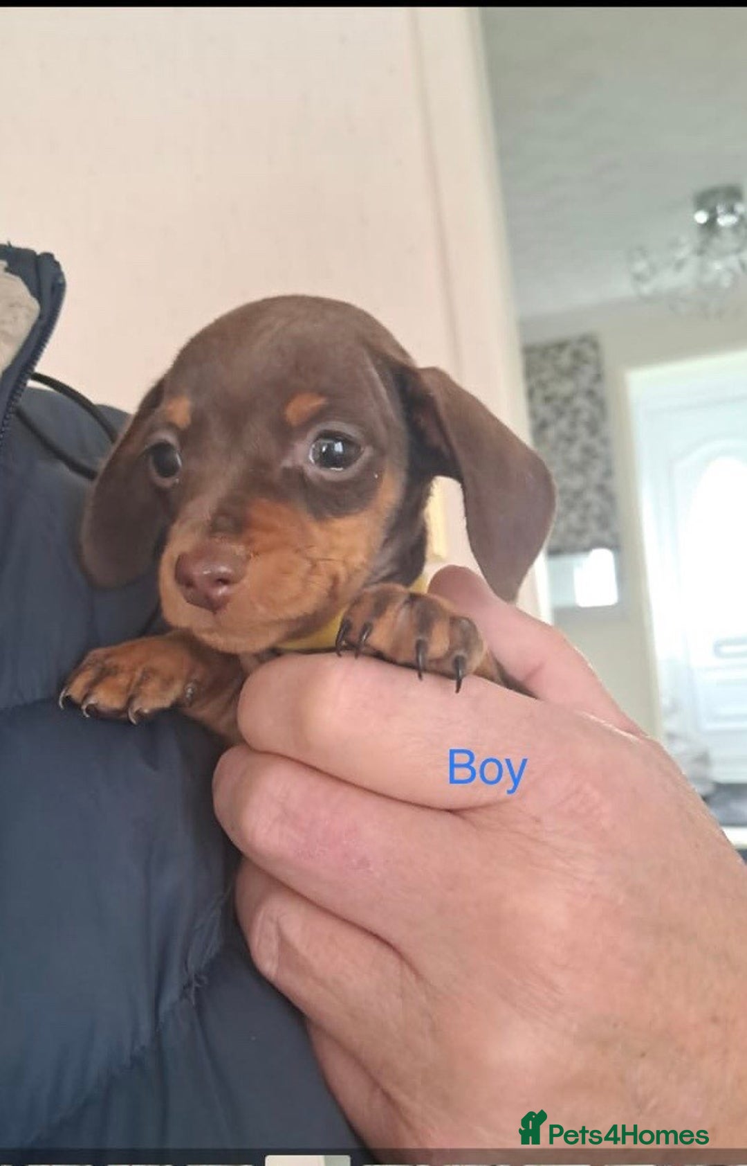 Dachshund dogs for sale: Outstanding miniature dachshund puppies  - Image 2